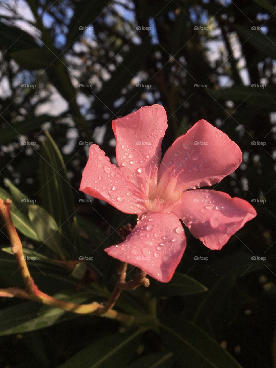 Single oleander flower in sunshine after rain 