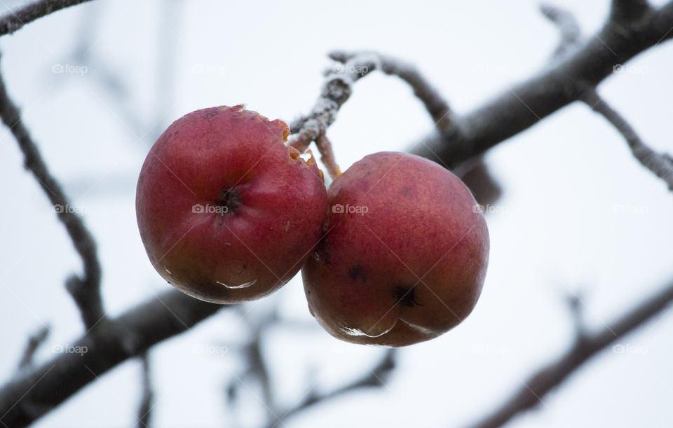 Frozen red apples on branch 