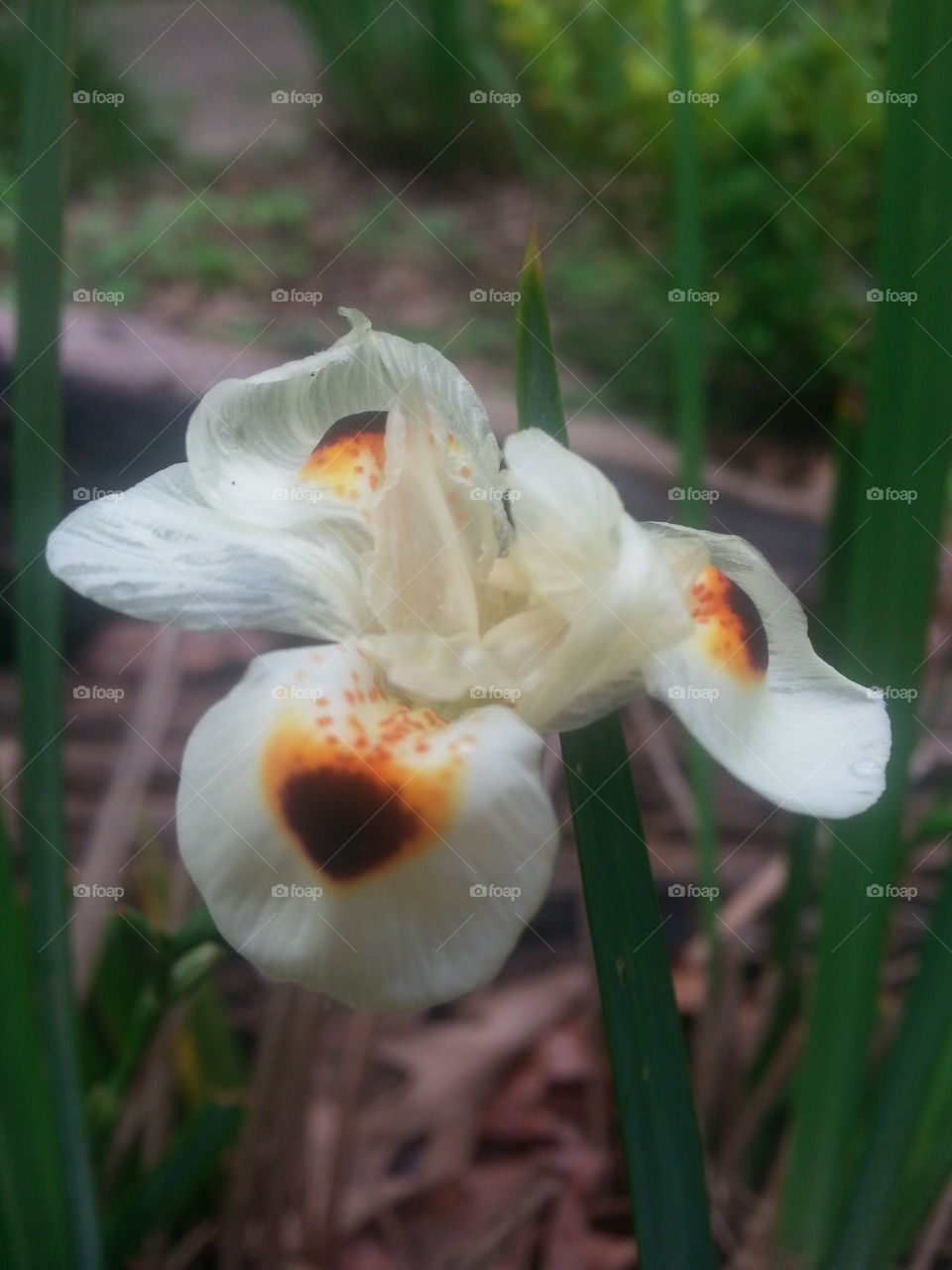 Japanese Iris