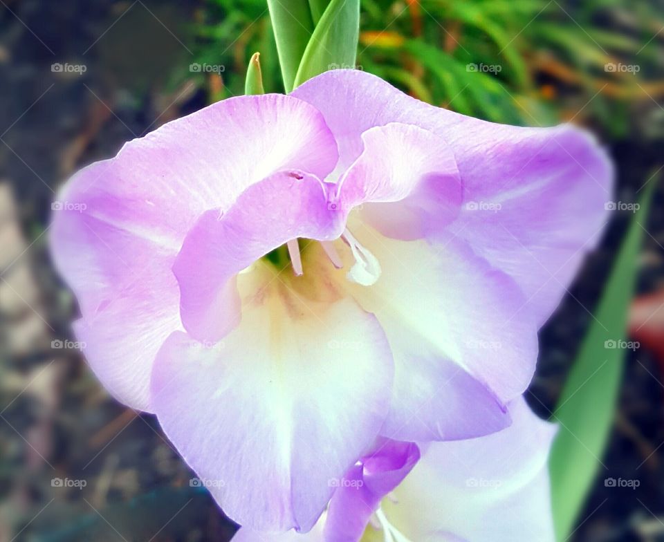 Purple Gladiolus in my garden