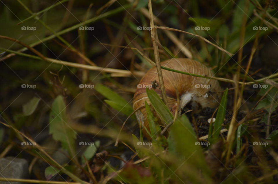 big snail in the wet green grass