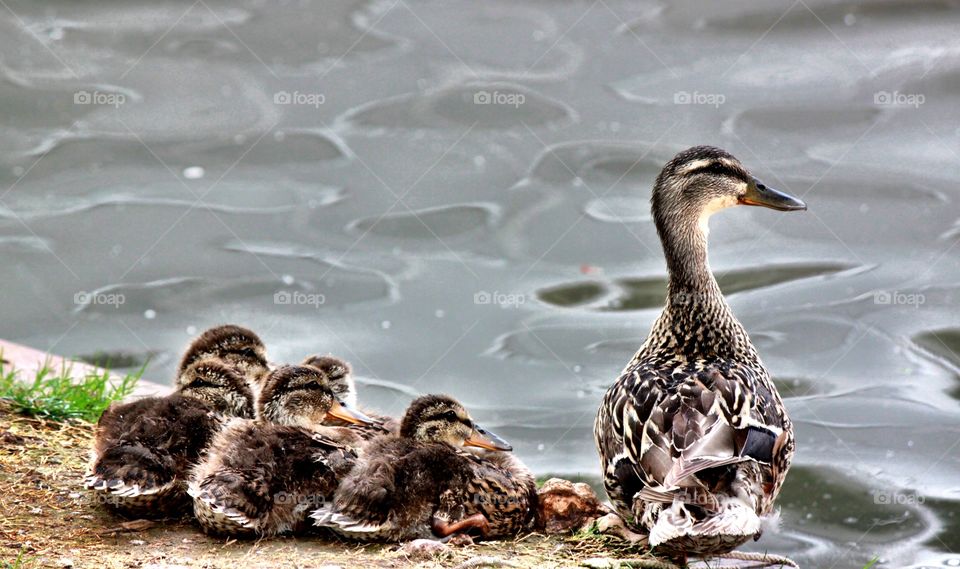 Mama Duck and Ducklings 