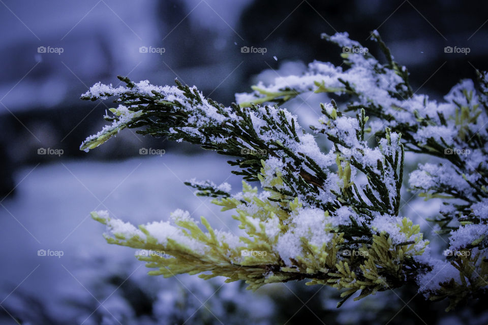 Snow on Thuja