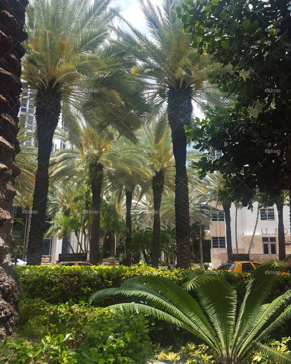 Palm, No Person, Tropical, Tree, Hotel