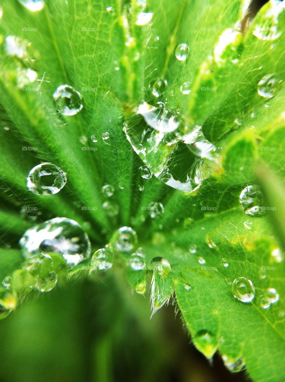 landscape green nature macro by miss_falcon