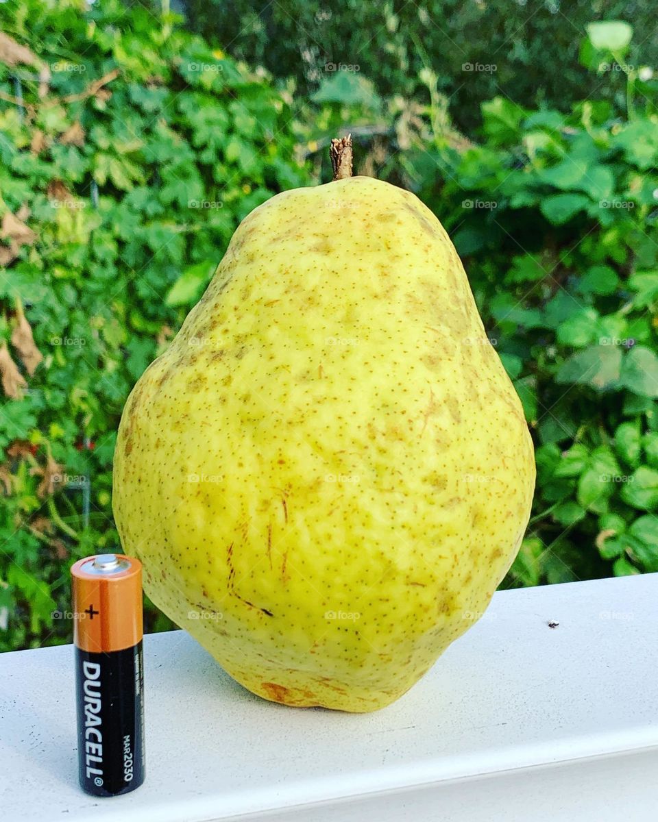 Big pear 