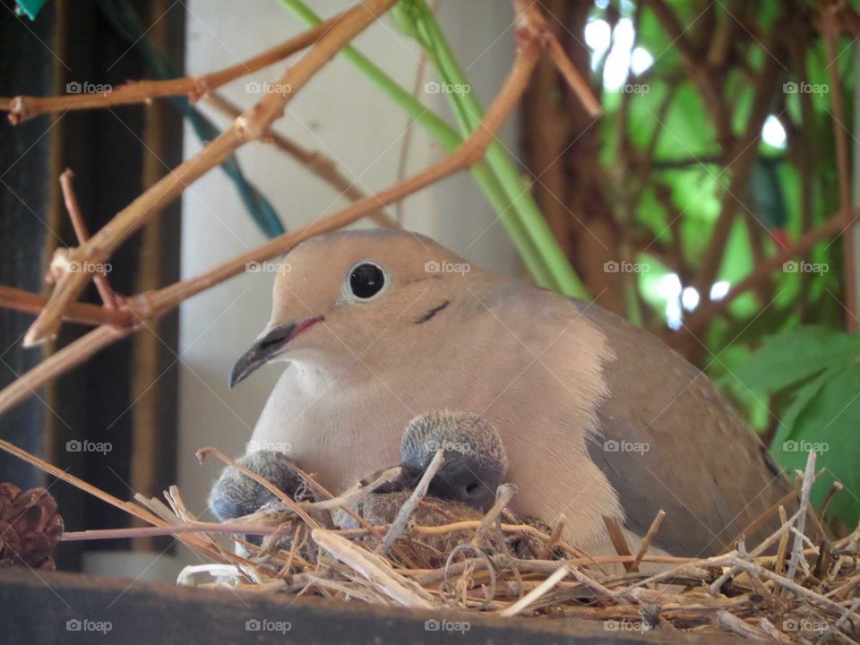 a mother dove with her two babies in their nest