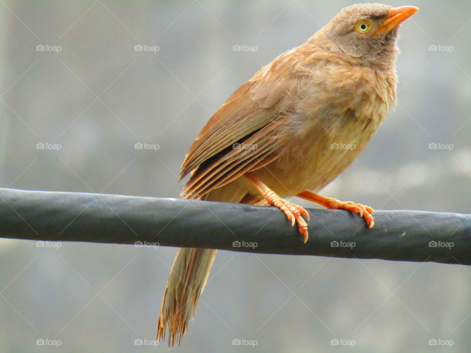 Jungle babbler bird or (Turdoides striata) or beautiful seven sisters or angry bird