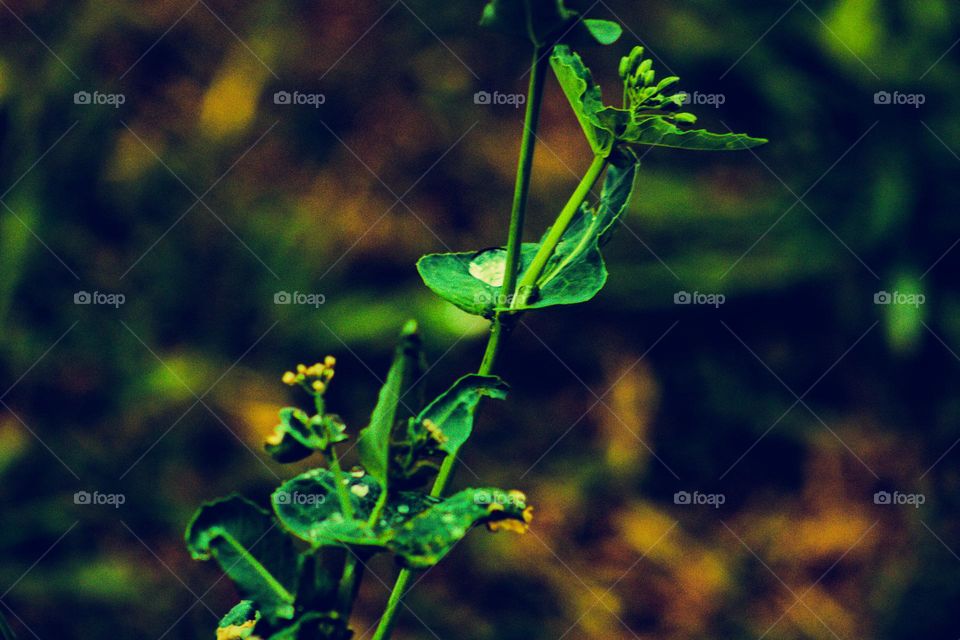 water droplet on a leaf