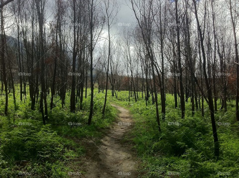 Forrest path