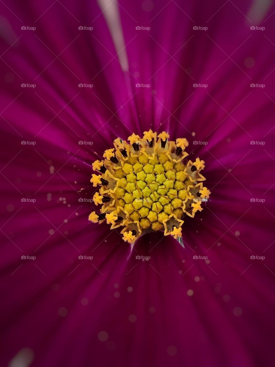 The yellow center of a purple flower. 