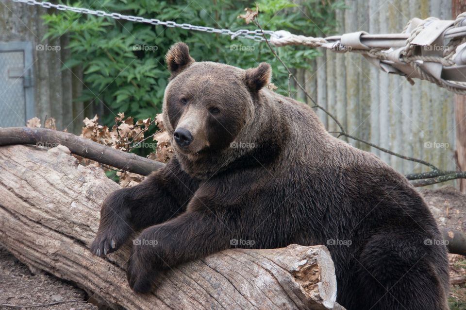 Brown bear 