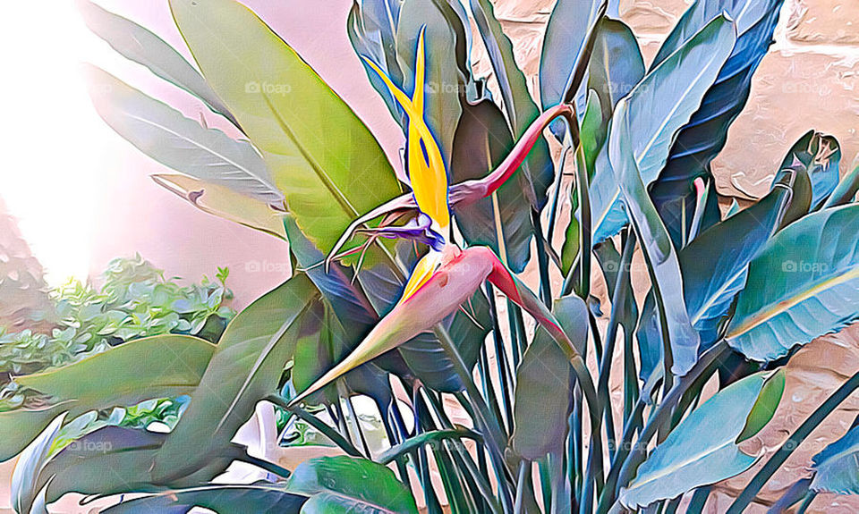 Bird of Paradise