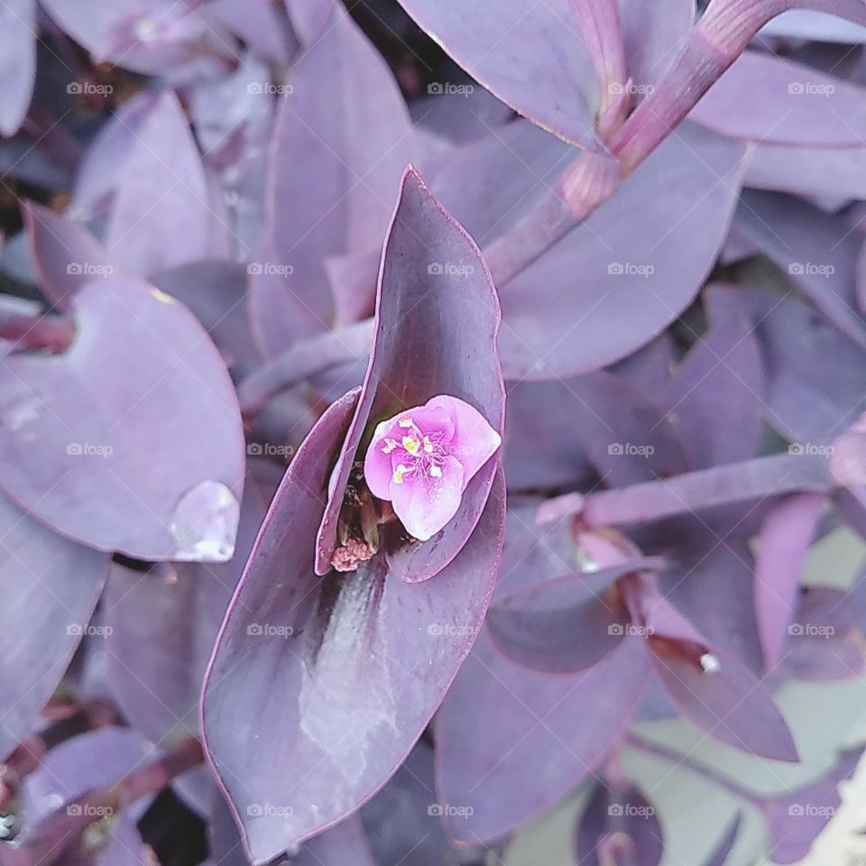 Purple adam and eve flower