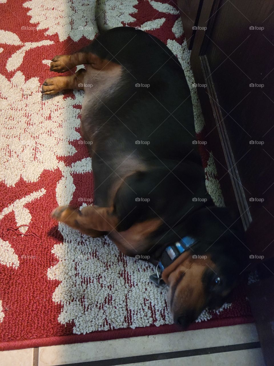 Trixie, relaxing ❤