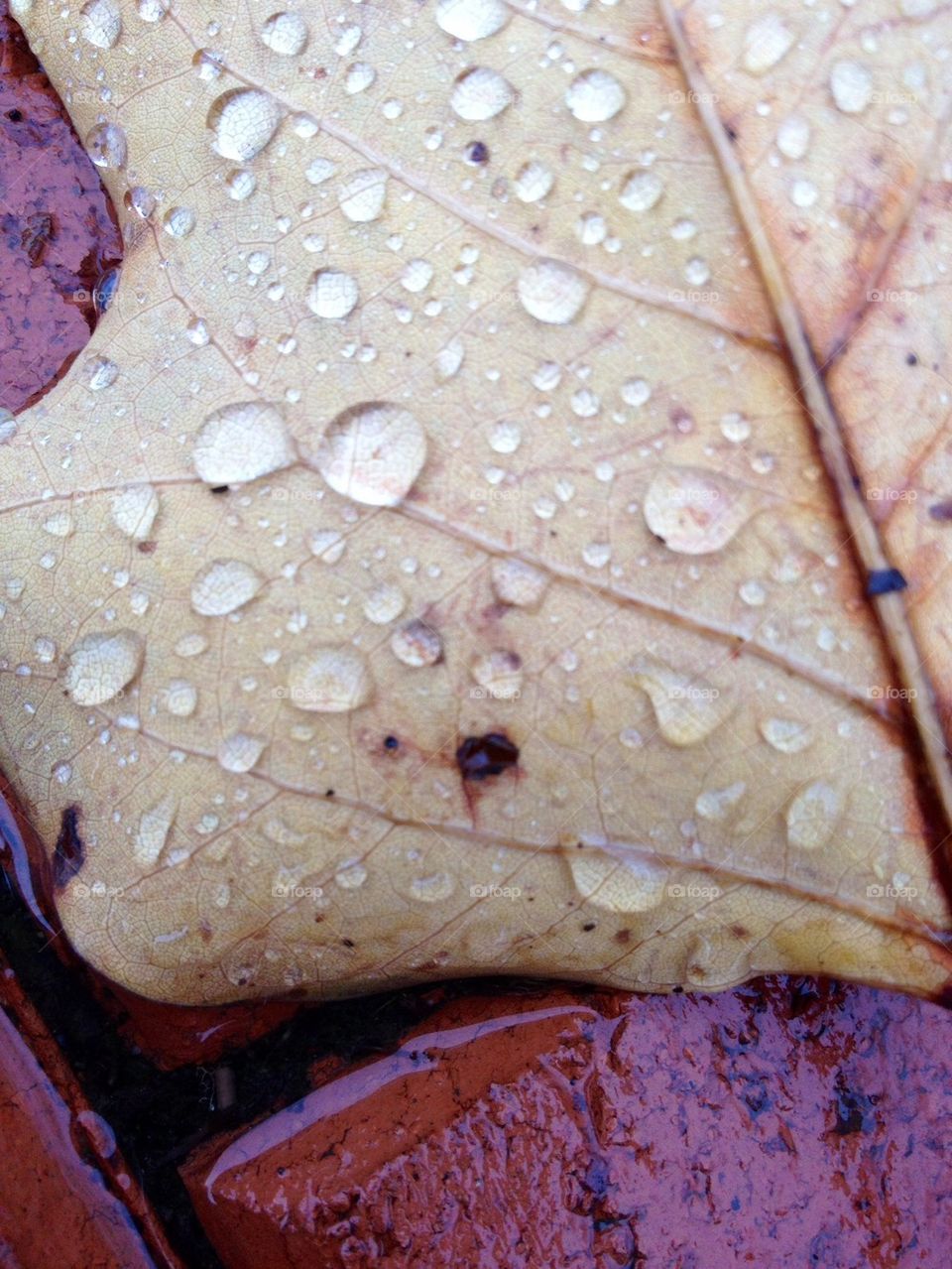 Wet leaf 