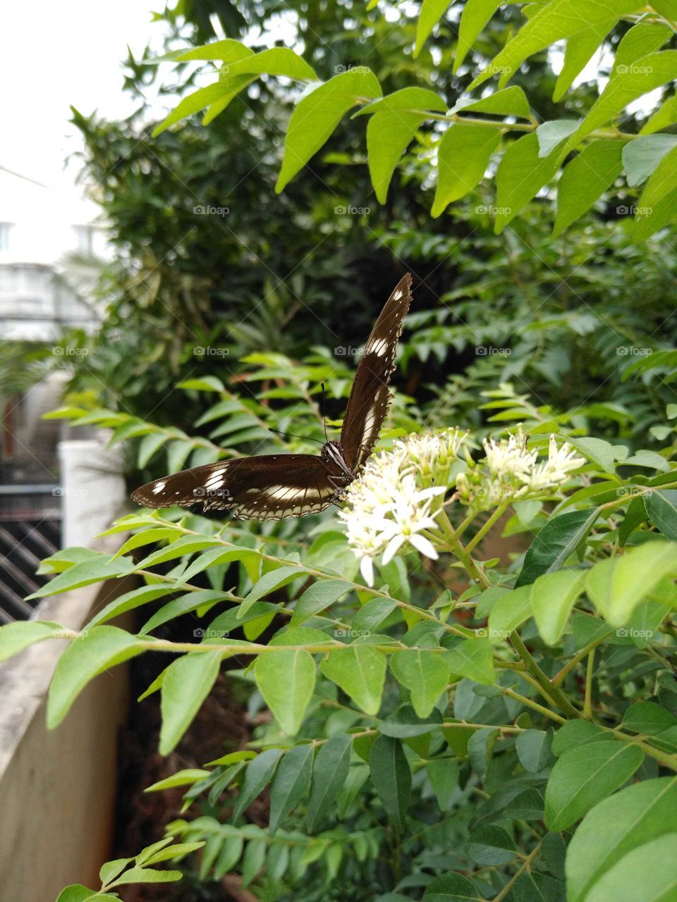 a stunning black butterfly in my garden