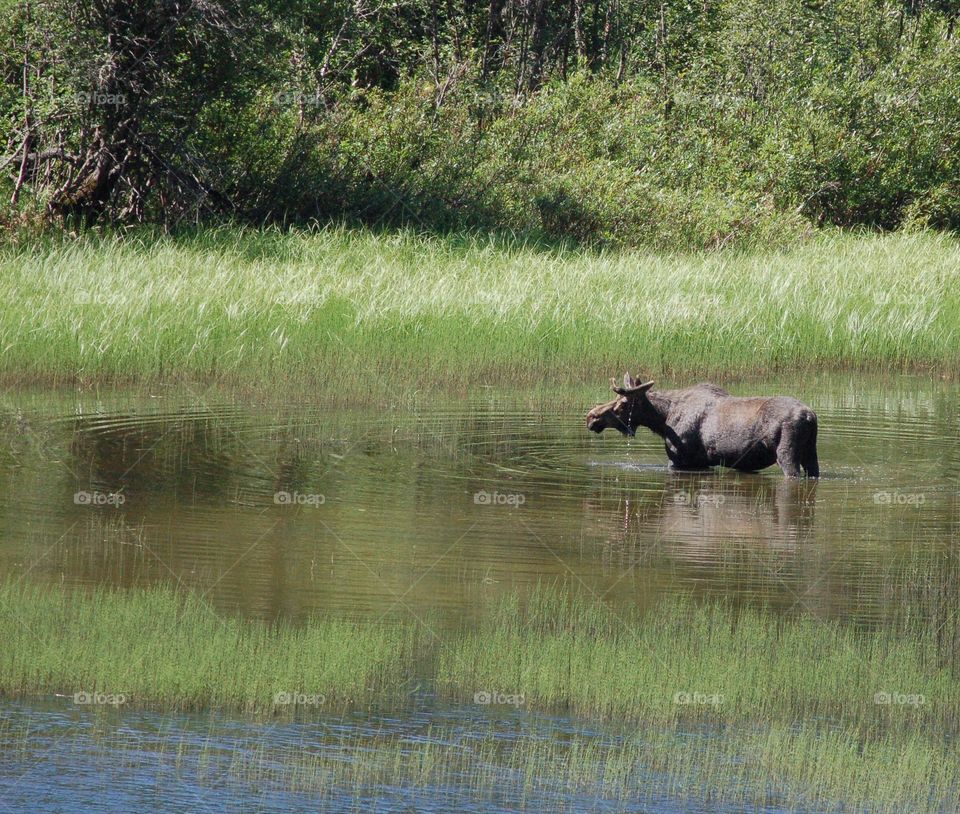 Male Moose Pond