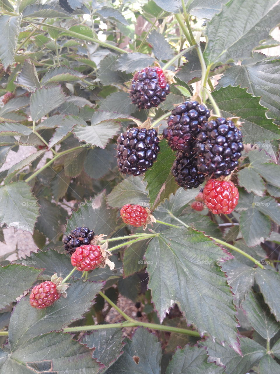 Berry bushes