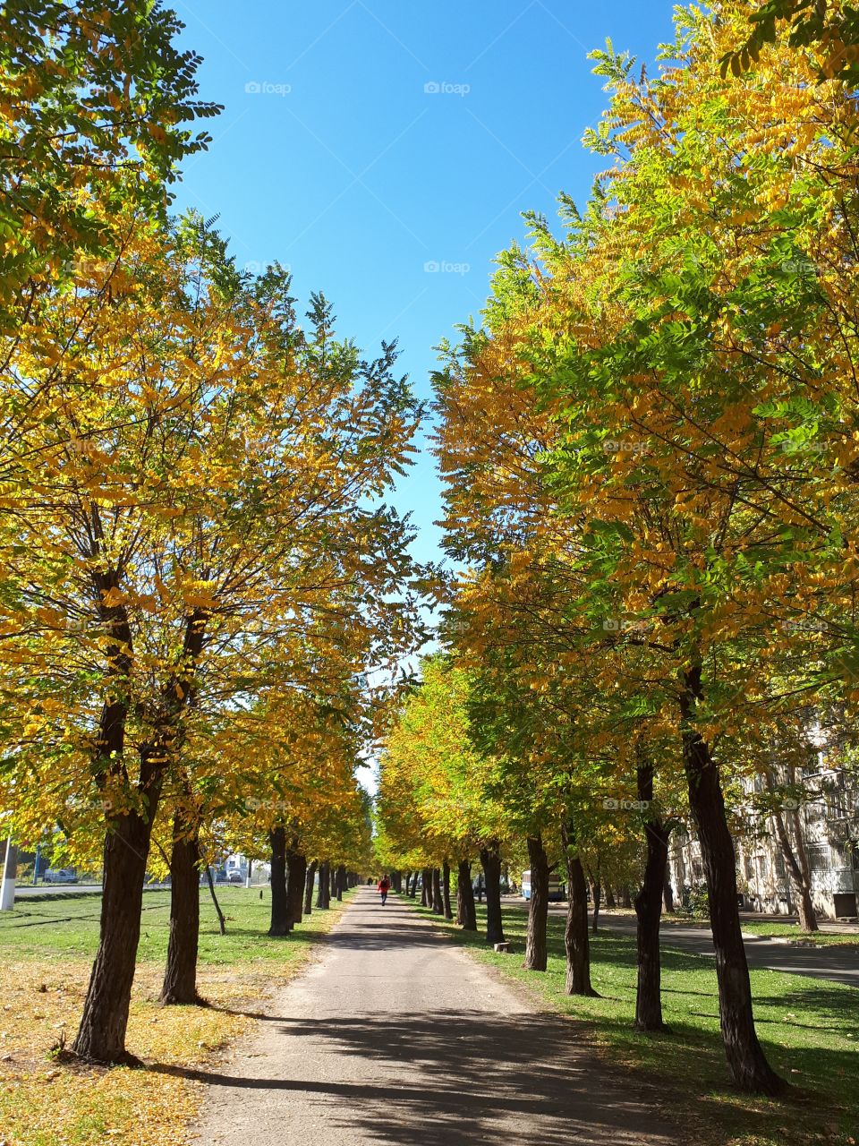 Autumn alley