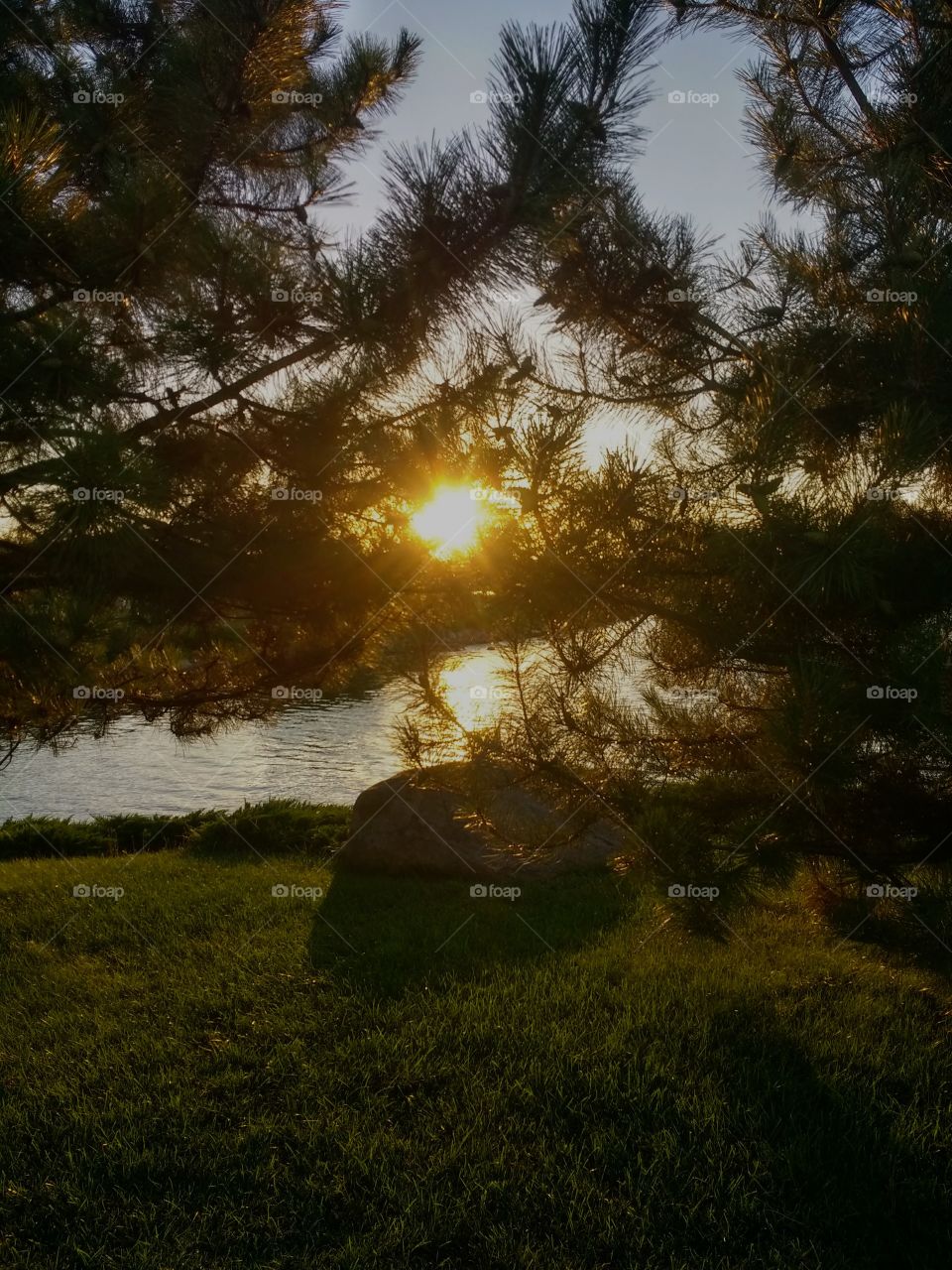 Smiling sunbeams and pine trees