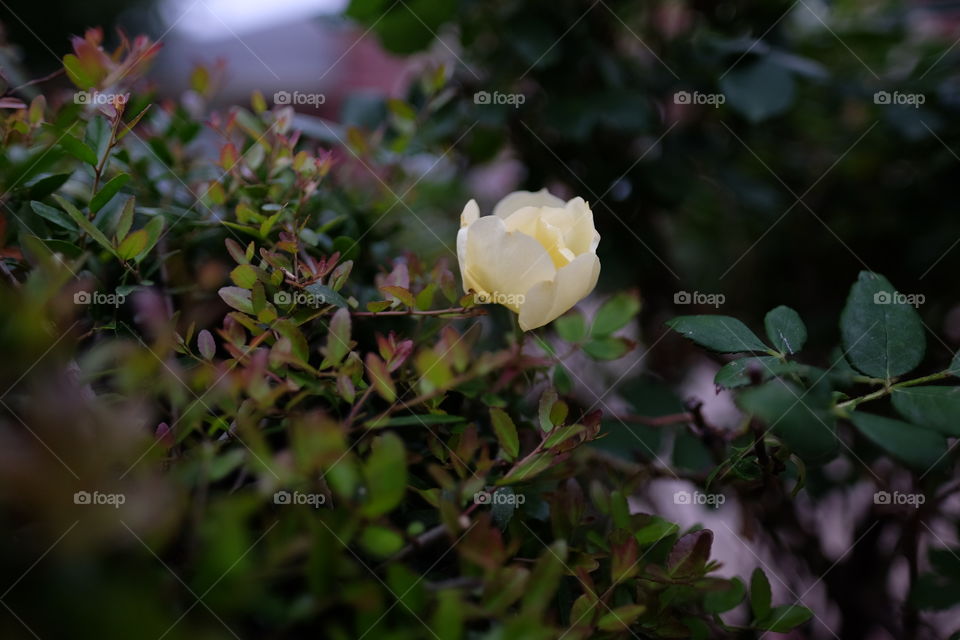 Yellow rose of Texas