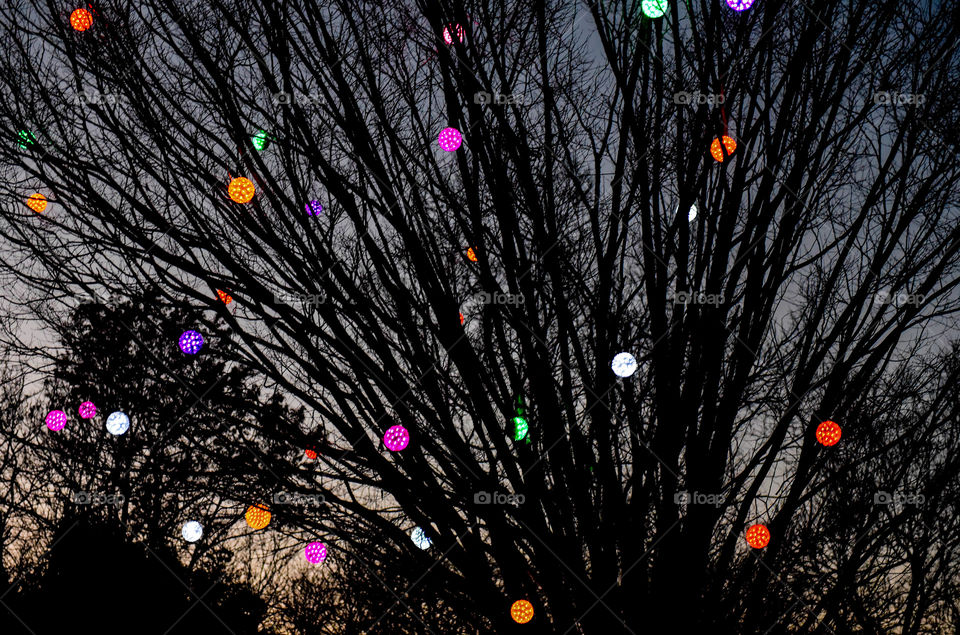 Multicolored illuminated holiday balls hanging from a tree outdoors at dusk against the sunset