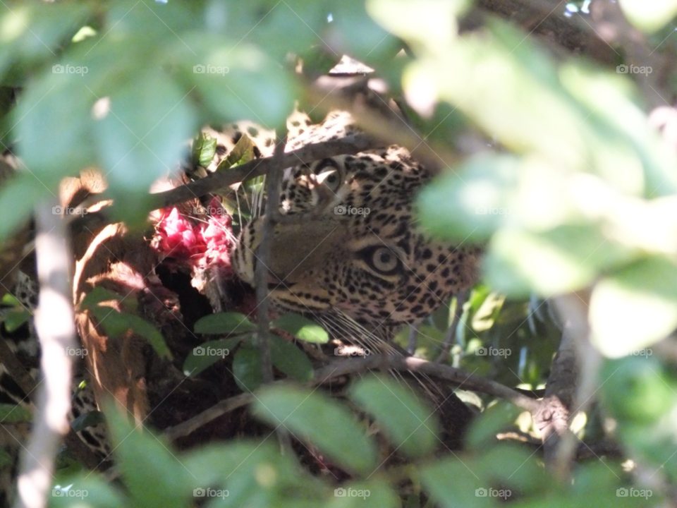 eating leopard safari zambia by Ellie.dixon5