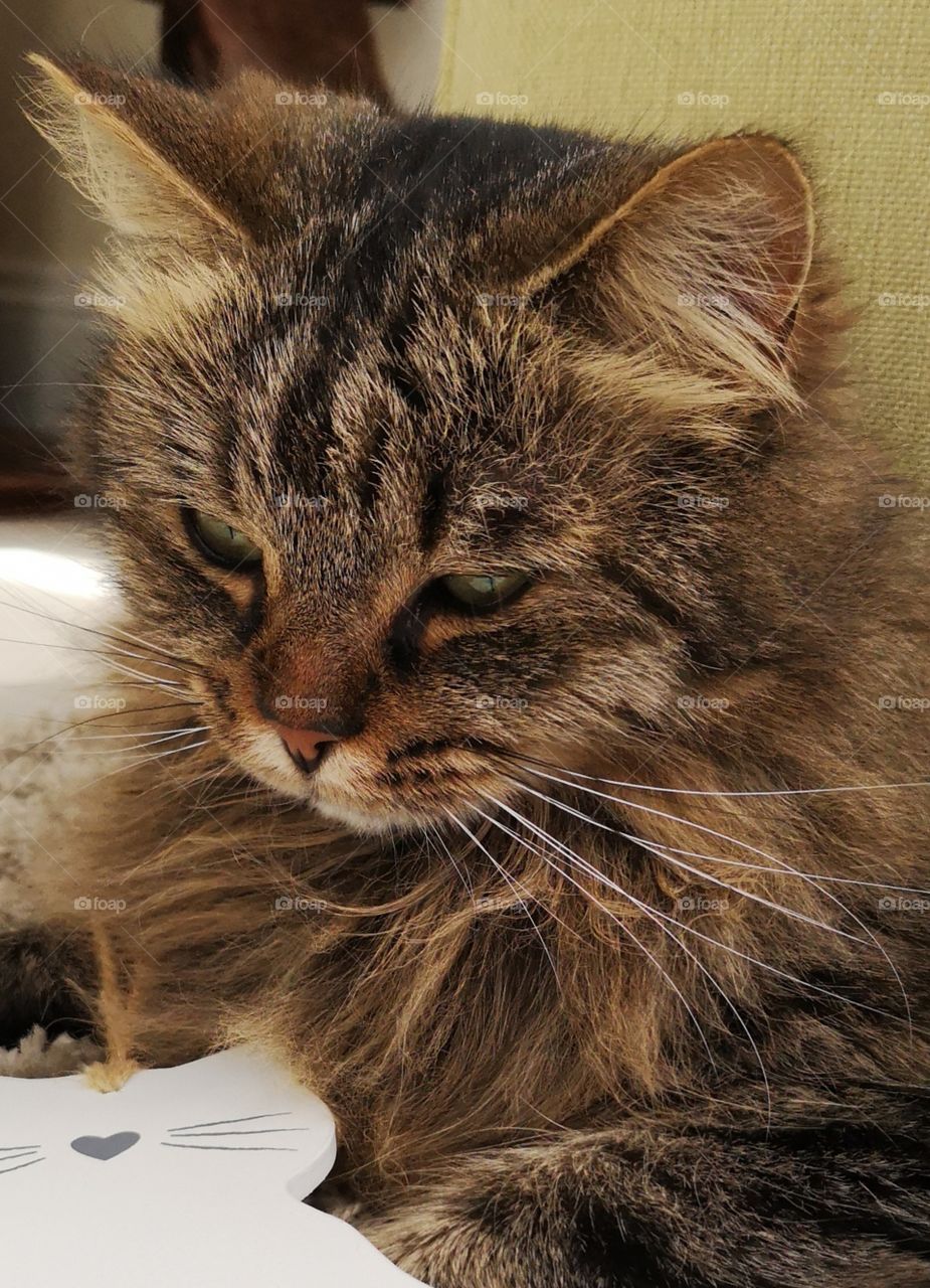 Beautiful brown fluffy tabby cat, with long whiskers and big green eyes looking relaxed 