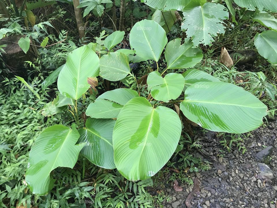 Wet leaves in rainforest