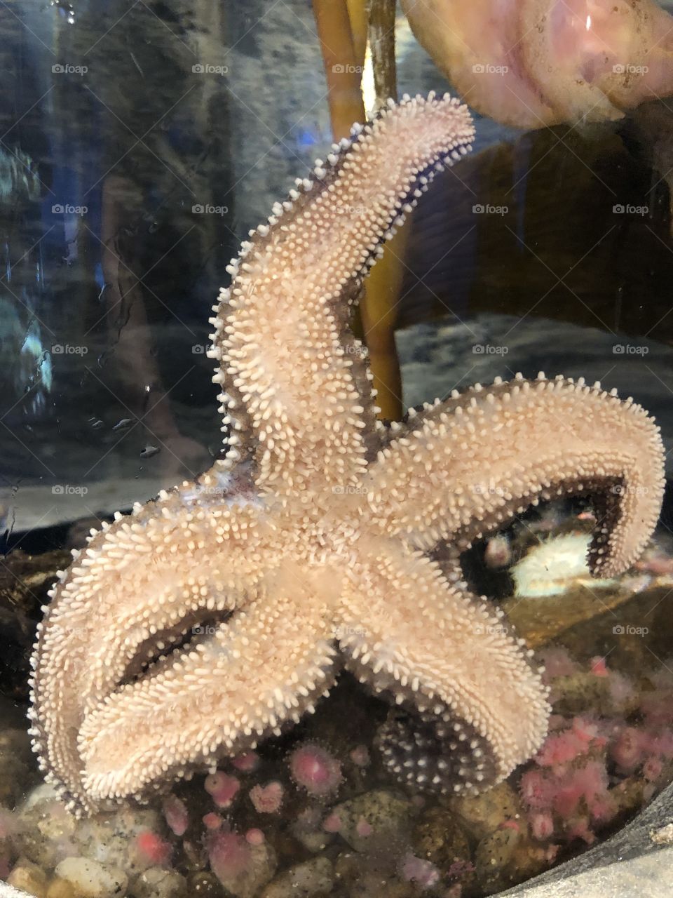Starfish