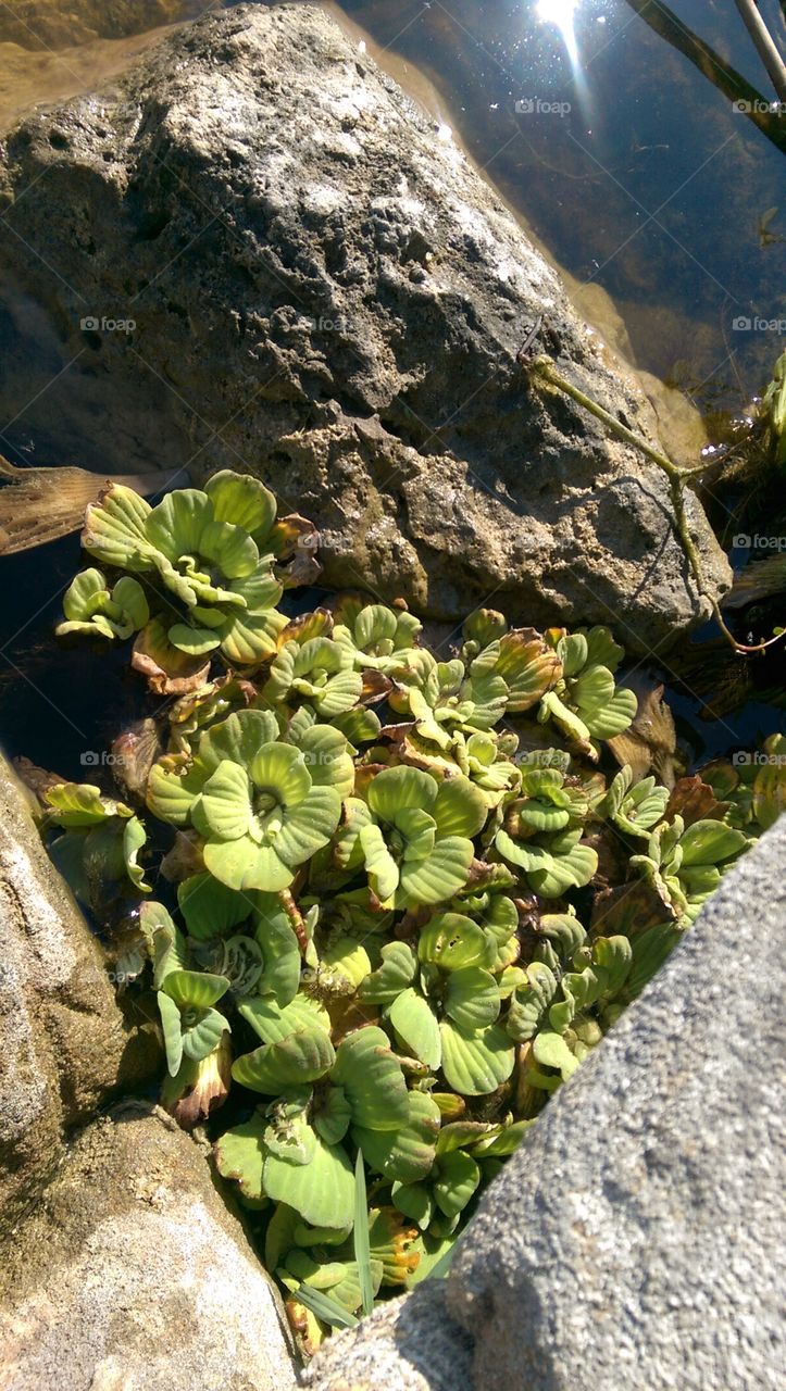 Everglades succulent