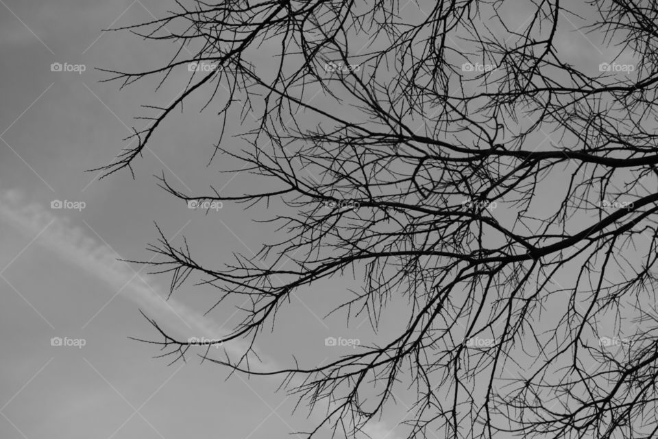 texas trees and skies