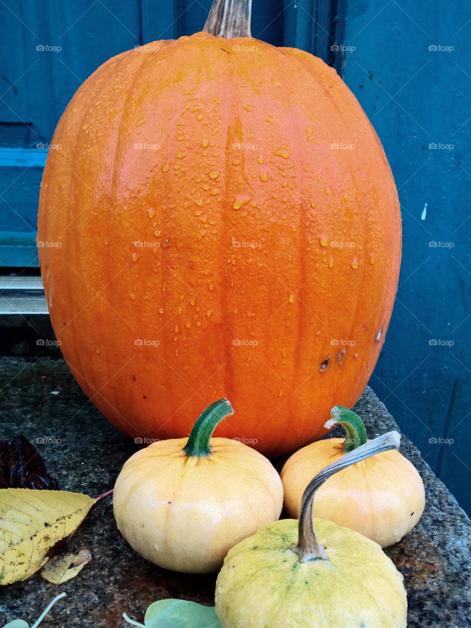 Pumpkins on bench