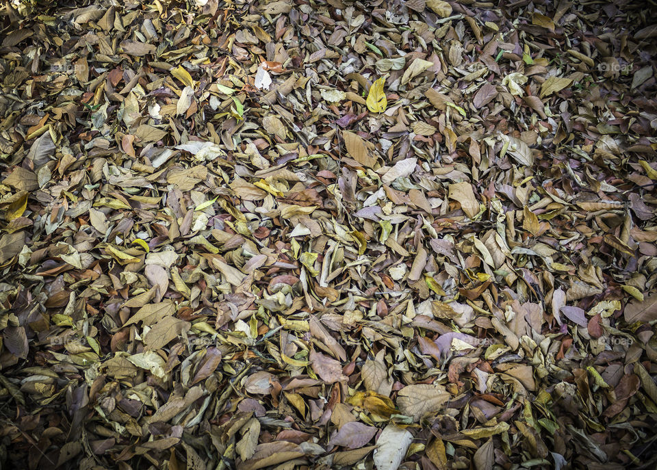 Dry leaves