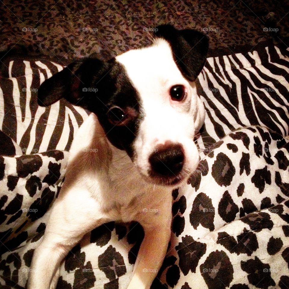 Lexi! . My Jack Russell, Lexi!