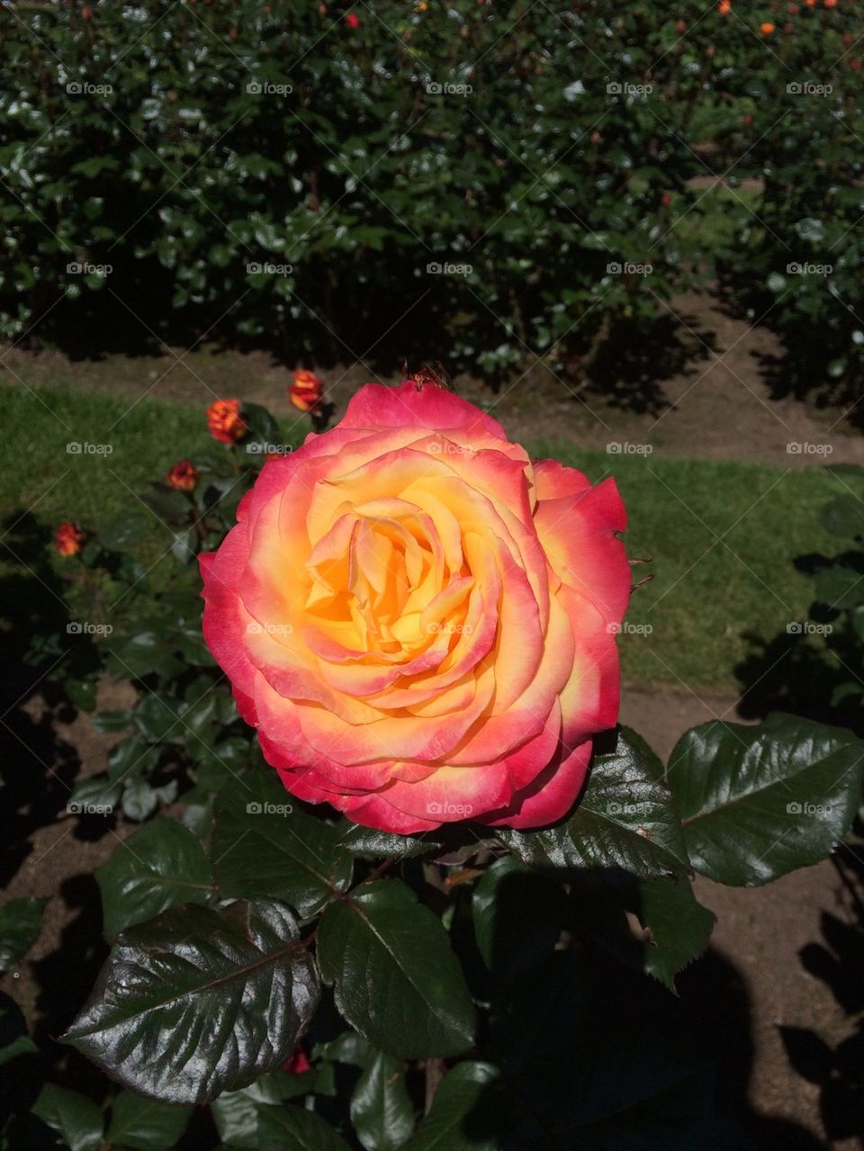Portland rose garden