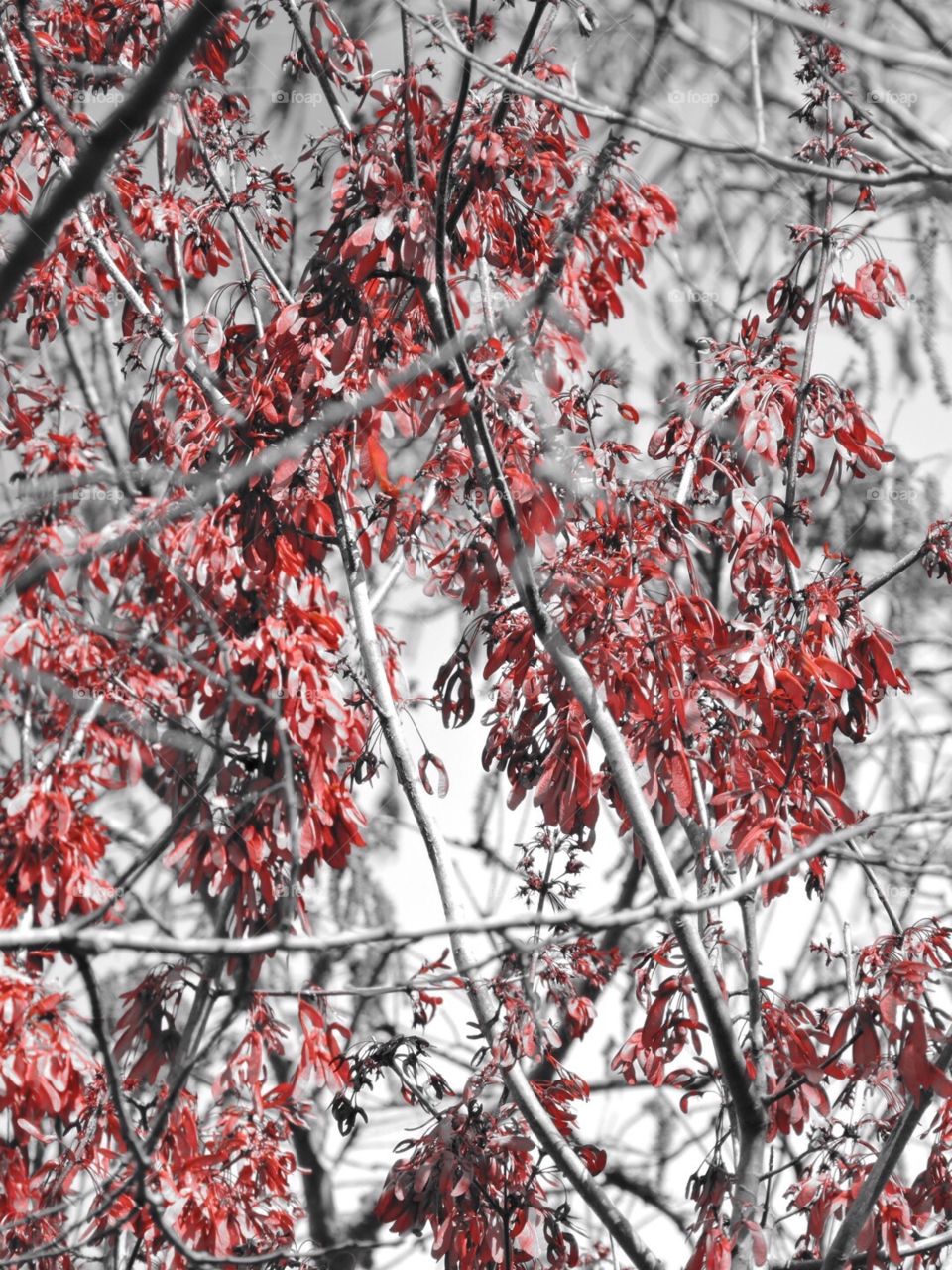 Red foliage