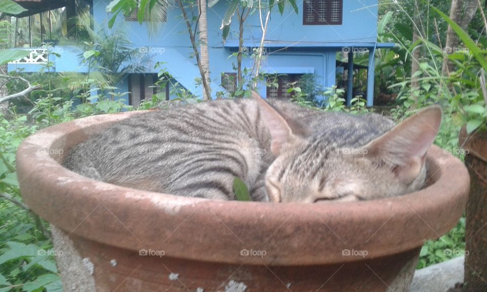 Cat in a pot #2