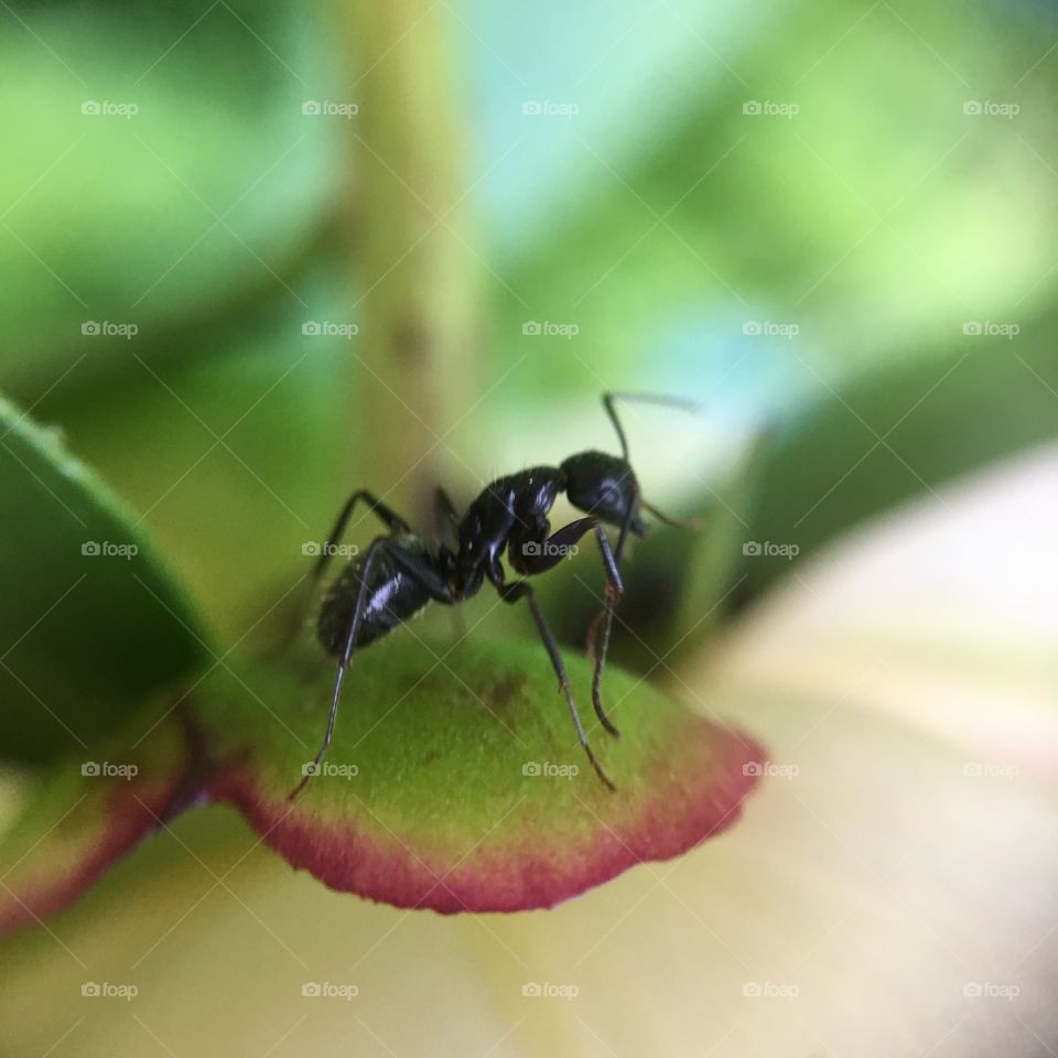 Ant on leaf