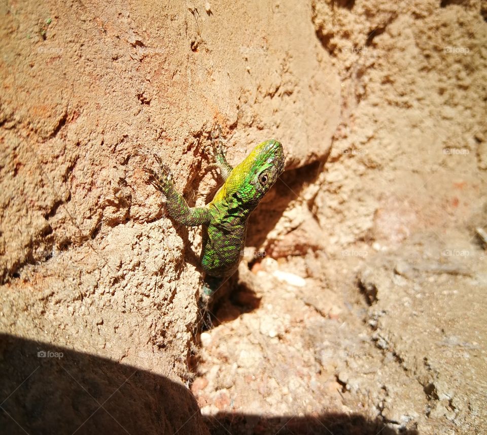 una lagartija en un muro de ladrillo al sol