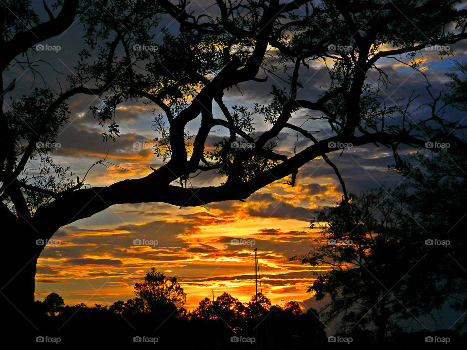 Silhouette of tree during sunset