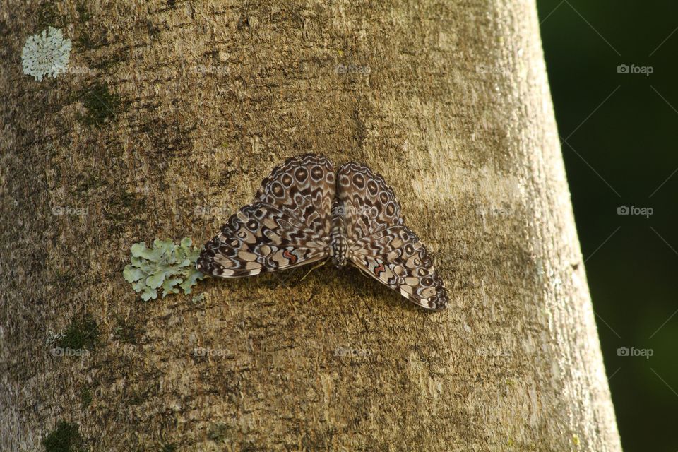 Butterfly camouflage 