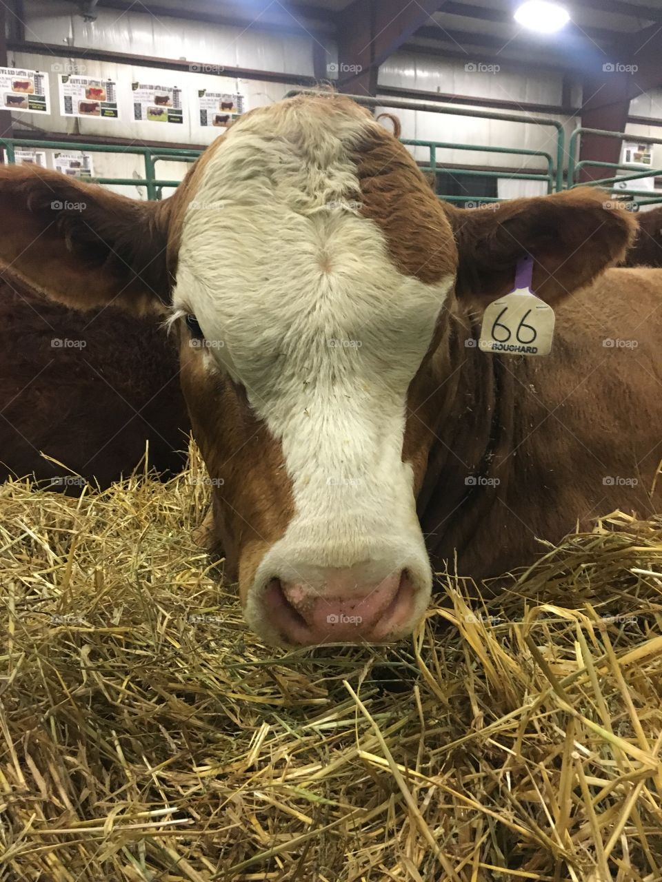 Cow at the farm show 