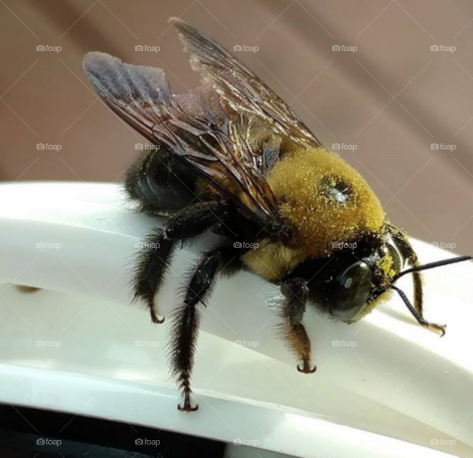 A bee who's taking a rest on headphones. It's a very hard, busy life for this tired bee.