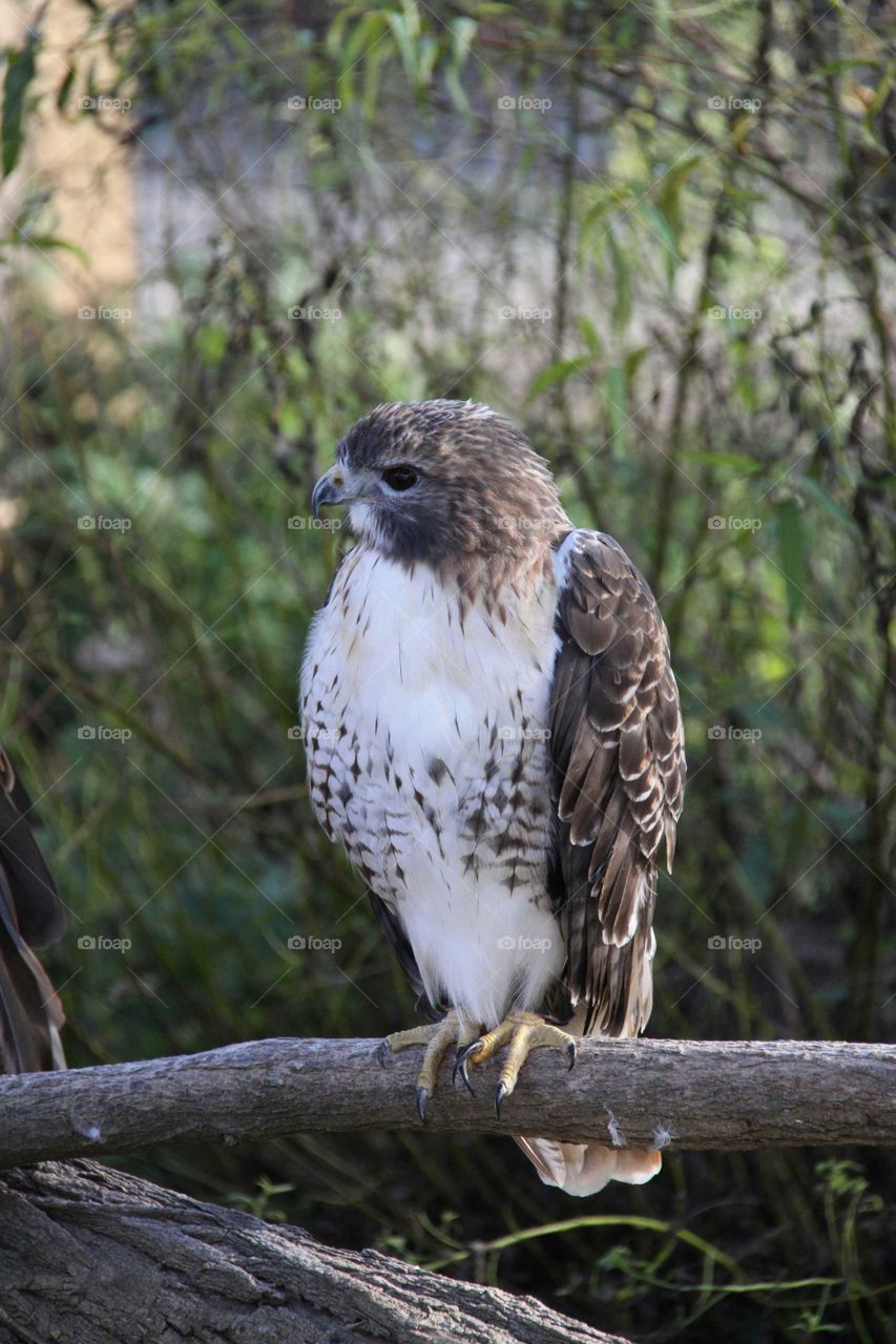 Hawk Perched