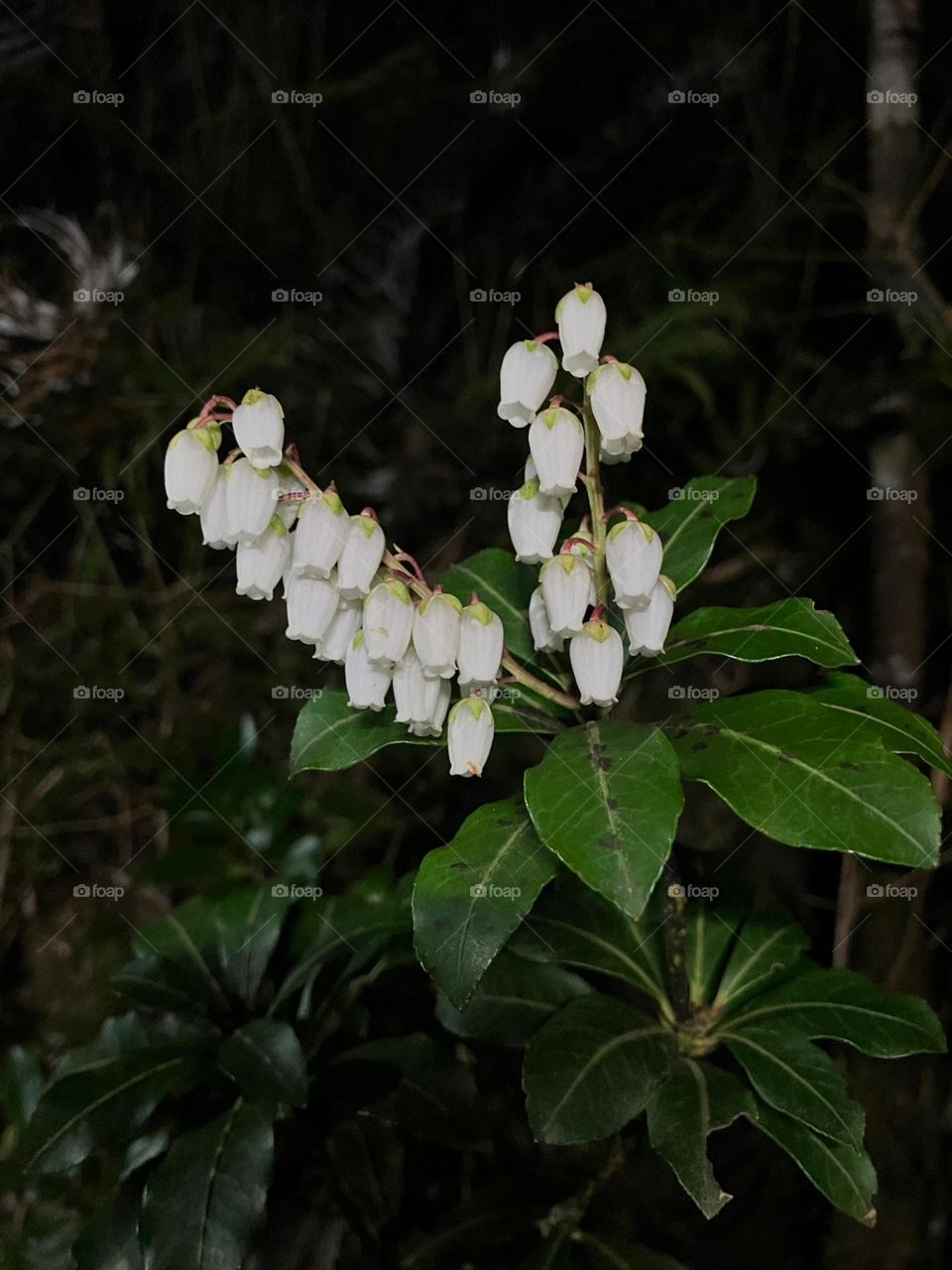 Battle: winter vs. spring -- Japanese andromeda in Taiwan