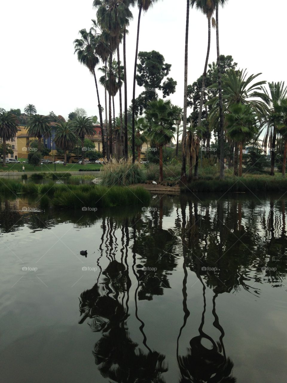 Palm trees reflected in the water