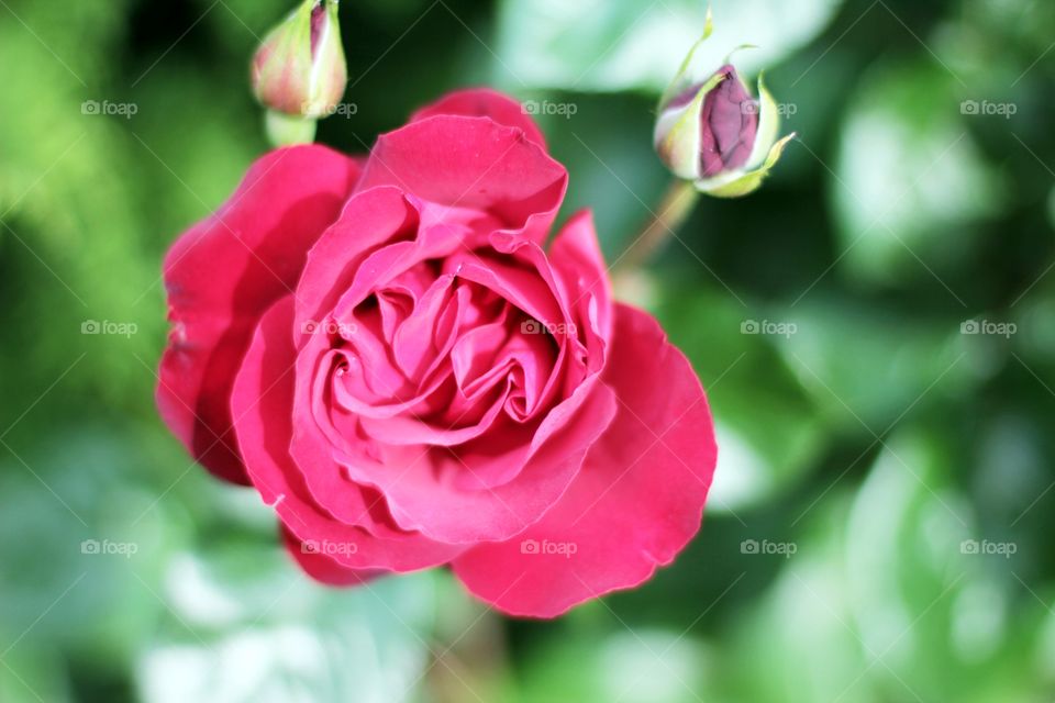 Pretty red rose opening up in the spring sunshine 