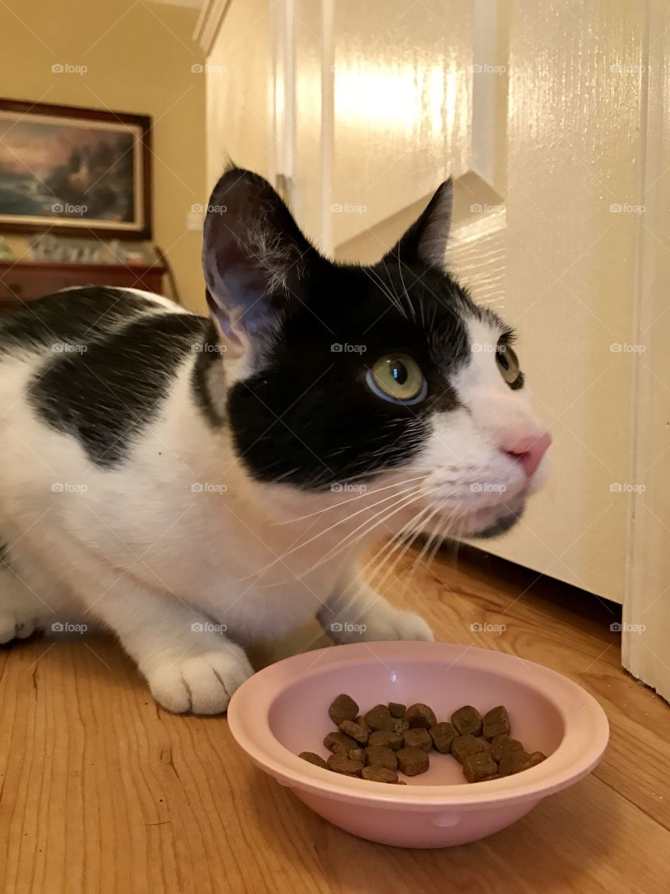 Cat by food bowl